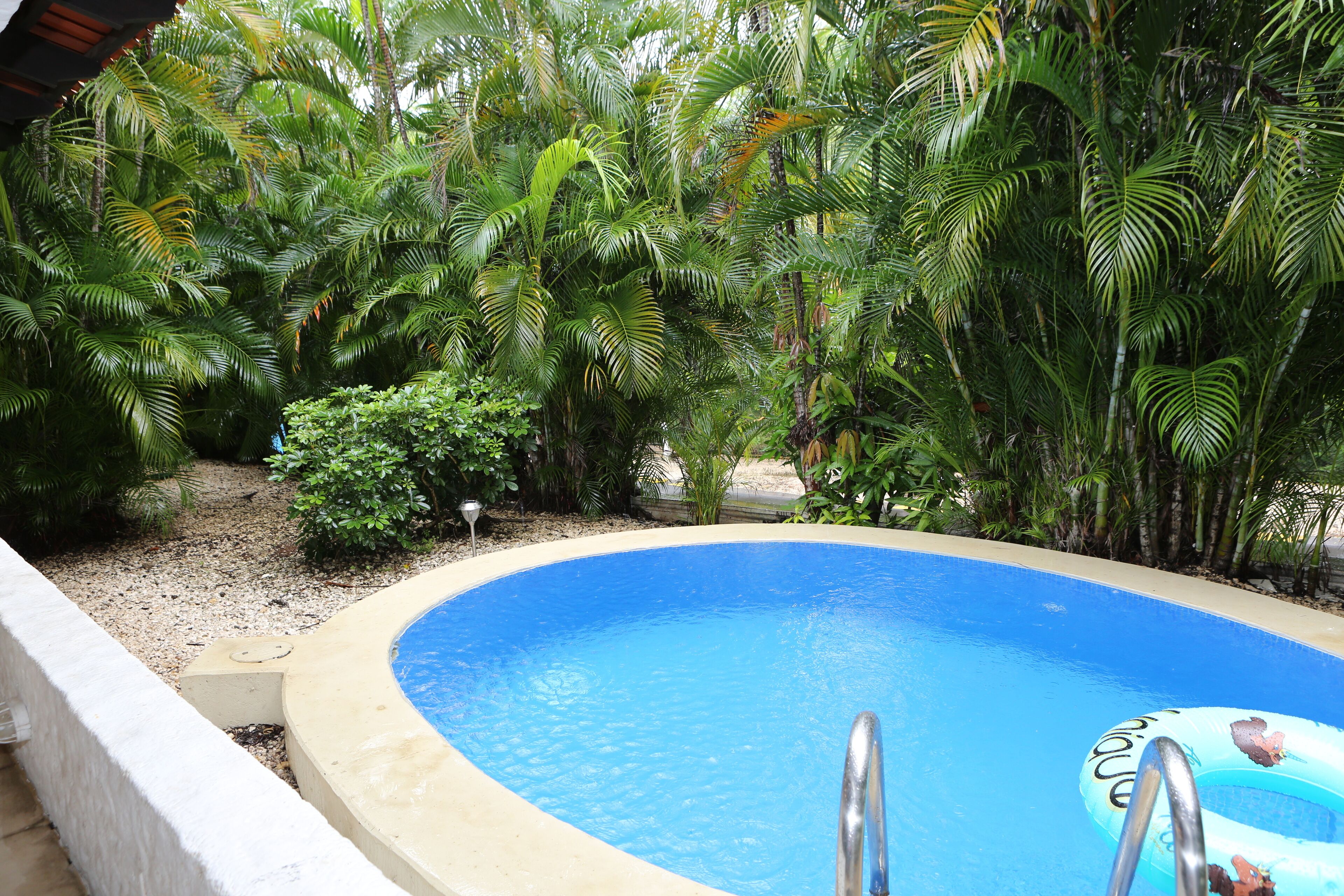 A swimming pool surrounded by lush greenery.