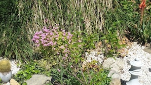 A potted plant in a purple pot on a gravel path with a stone wall and greenery in the background.
