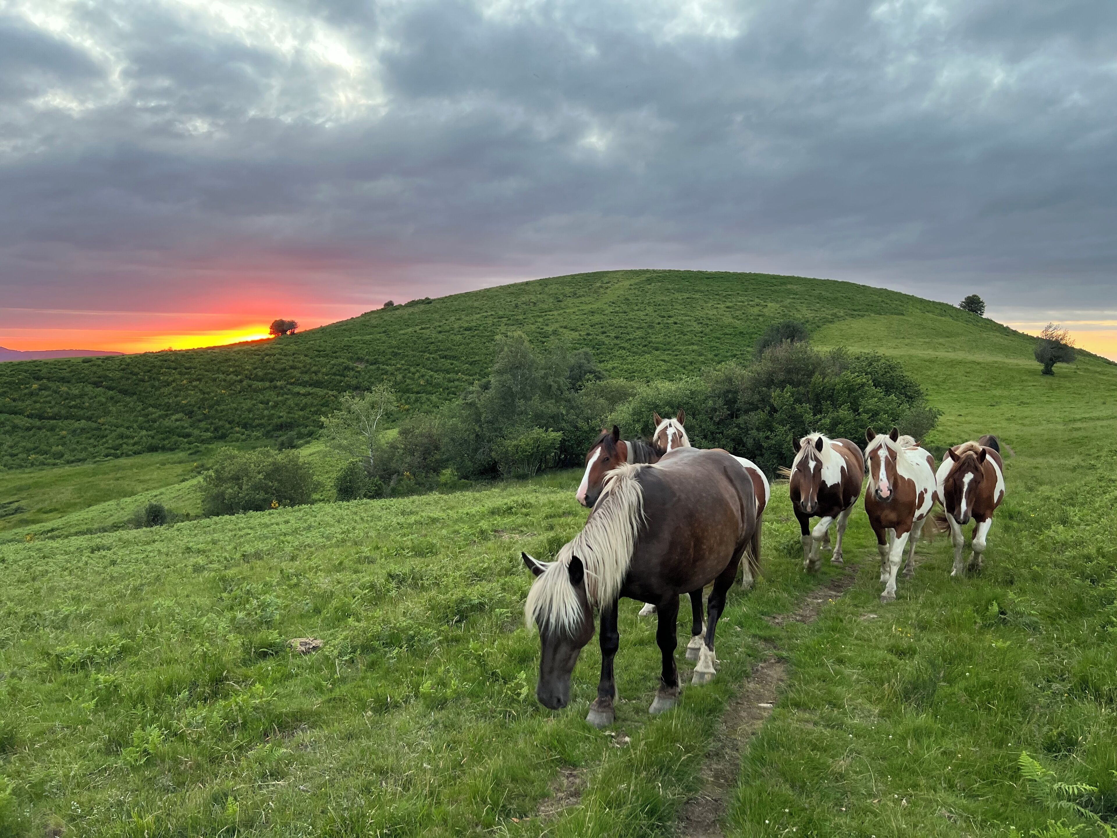 Eine Gruppe Pferde grast auf einer grasbewachsenen Hügelkuppe, im Hintergrund ein Sonnenuntergang.