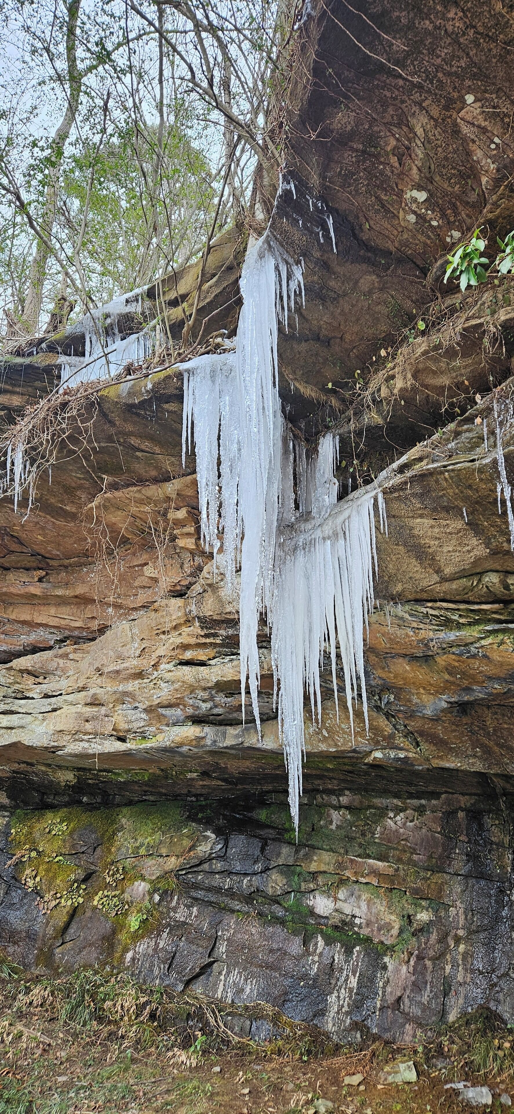 Icicles hanging from a rock surface.
