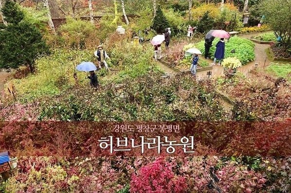 Un jardín con diversas plantas y personas caminando, algunas sosteniendo paraguas.