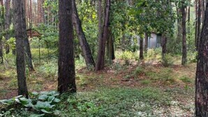 Zona boscosa con árboles altos y un edificio pequeño al fondo.