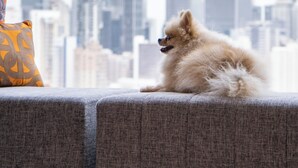 Ein Zwergspitz sitzt auf einem grauen Sofa, im Hintergrund ist eine Stadtsilhouette zu sehen.