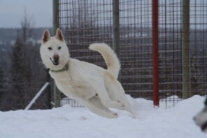 Animaux de compagnie acceptés