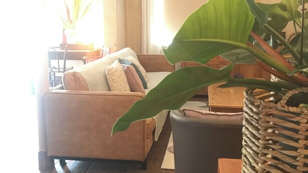 En stue med sofa, sofabord og en stor plante.