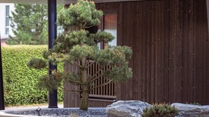 A well-maintained bonsai tree in a concrete planter, a large rock, and a wooden fence in the background. - Premium Holiday Apartment With Sauna and Garden (Haus)