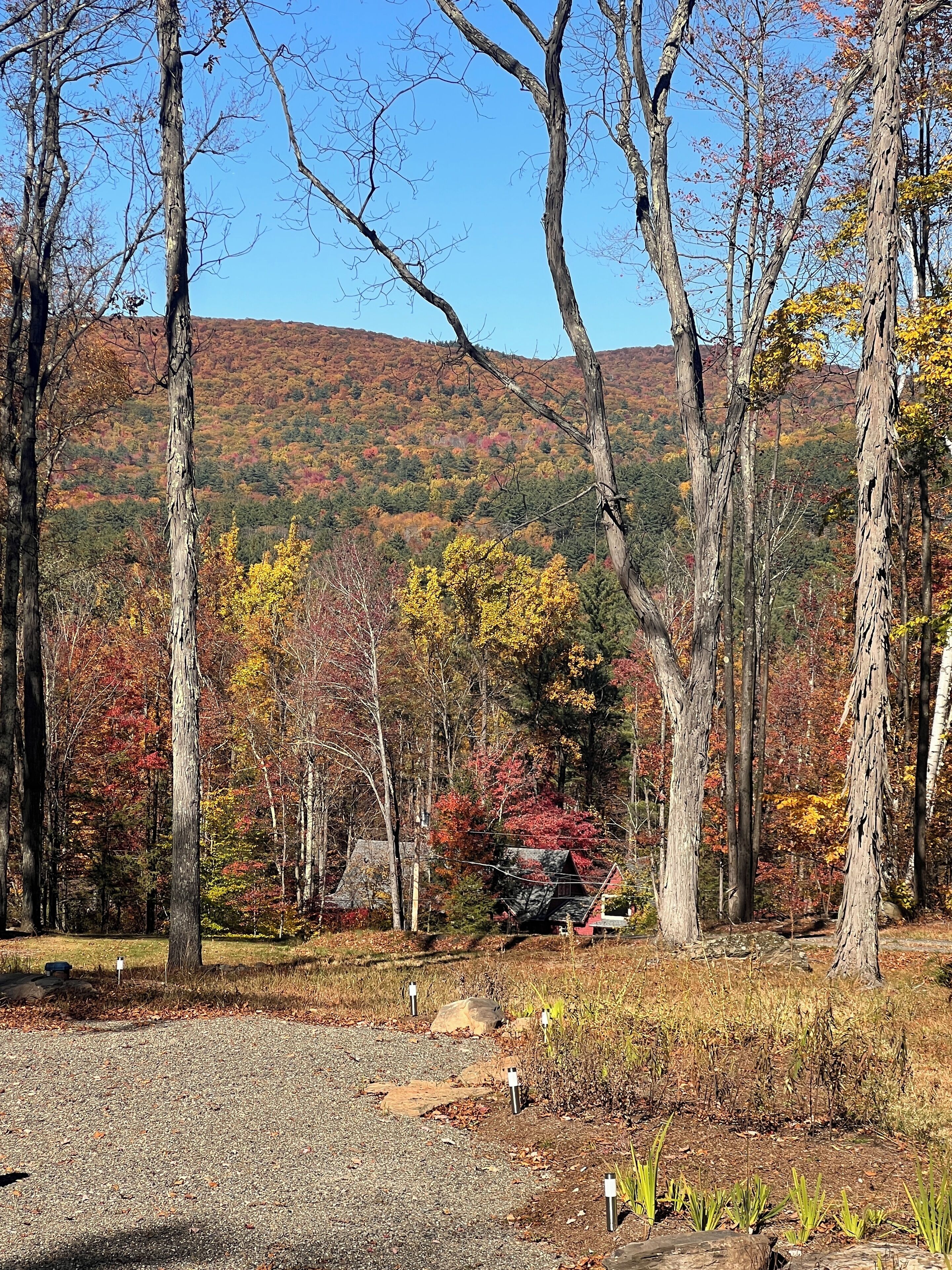 A forested area with a gravel path leading to a cabin.
