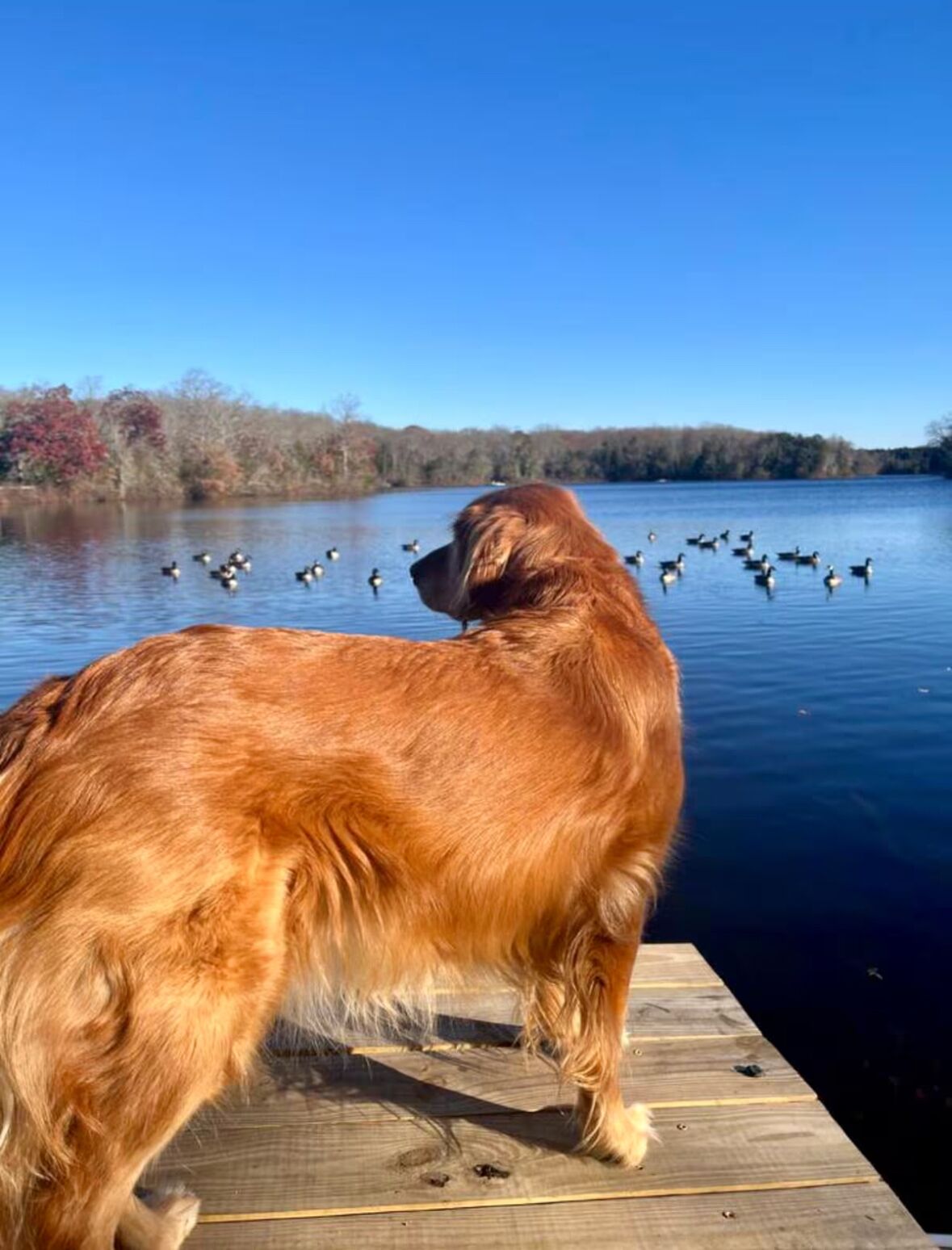 Een hond staat op een houten steiger aan een meer, met eenden in het water.