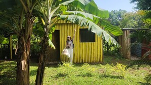 A small yellow structure with a single door and window, surrounded by greenery and a tree.