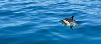 BOAT RENTAL WITHOUT NAUTICAL LICENSE