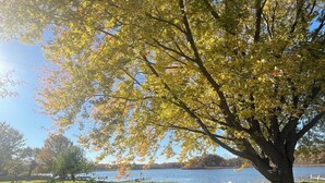 Un parc avec un grand arbre, un banc et une vue sur un lac.