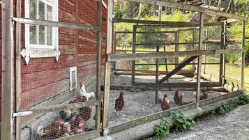 A rustic chicken coop with a wooden structure and wire mesh, surrounded by a natural landscape.