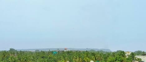 Zona residencial con casas rodeadas de palmeras frondosas.