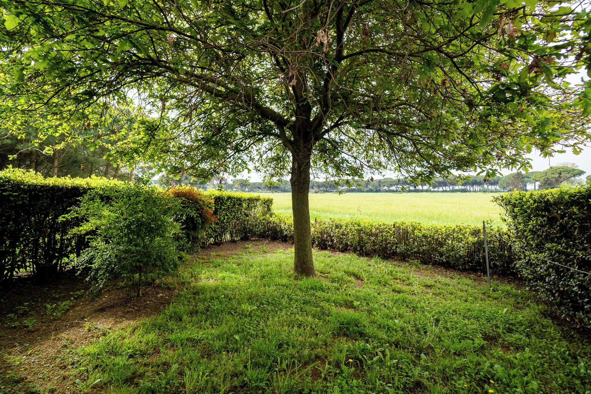 Un árbol en una zona ajardinada, con un campo de césped al fondo.
