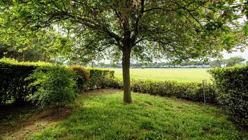 Un árbol en una zona ajardinada, con un campo de césped al fondo.