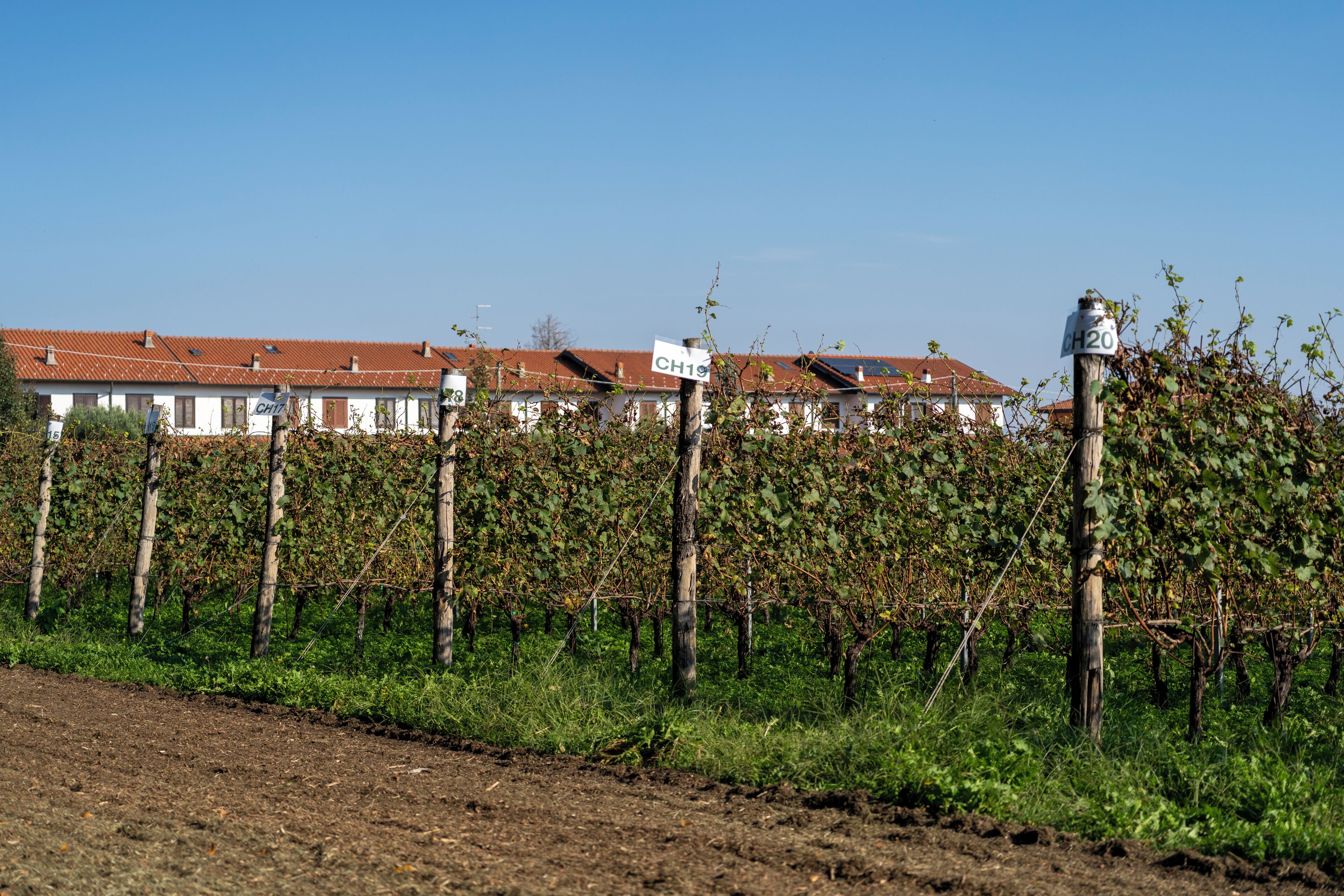 Ein Weinberg mit Reihen von Weinreben und ein Gebäude mit rotem Ziegeldach im Hintergrund.