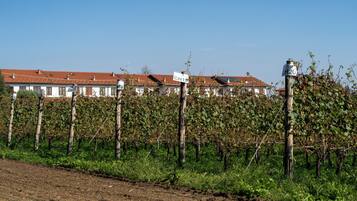 Ein Weinberg mit Reihen von Weinreben und ein Gebäude mit rotem Ziegeldach im Hintergrund.