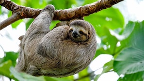 A sloth hanging from a tree branch. - Alma Vida Hotel (Quepos)