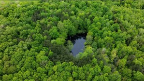 An aerial view of a dense forest with a central water body surrounded by trees. - Charming cottage Pulaski VIP Rentals 1.8 miles away from famous salmon river (Pulaski)
