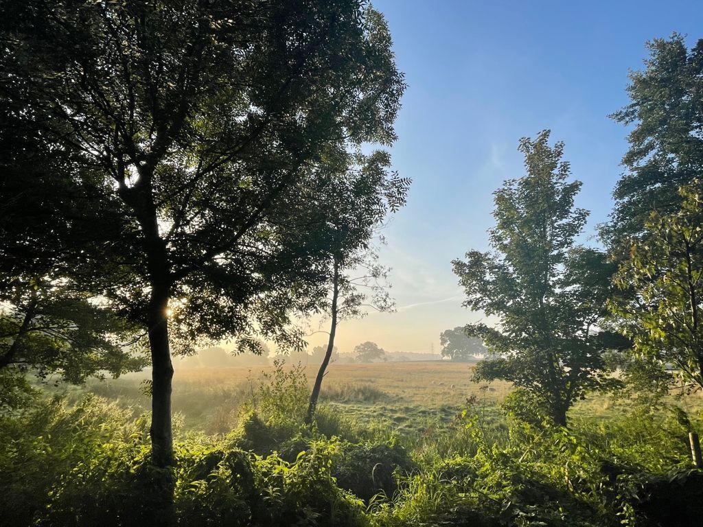 A natural landscape with trees and a field.