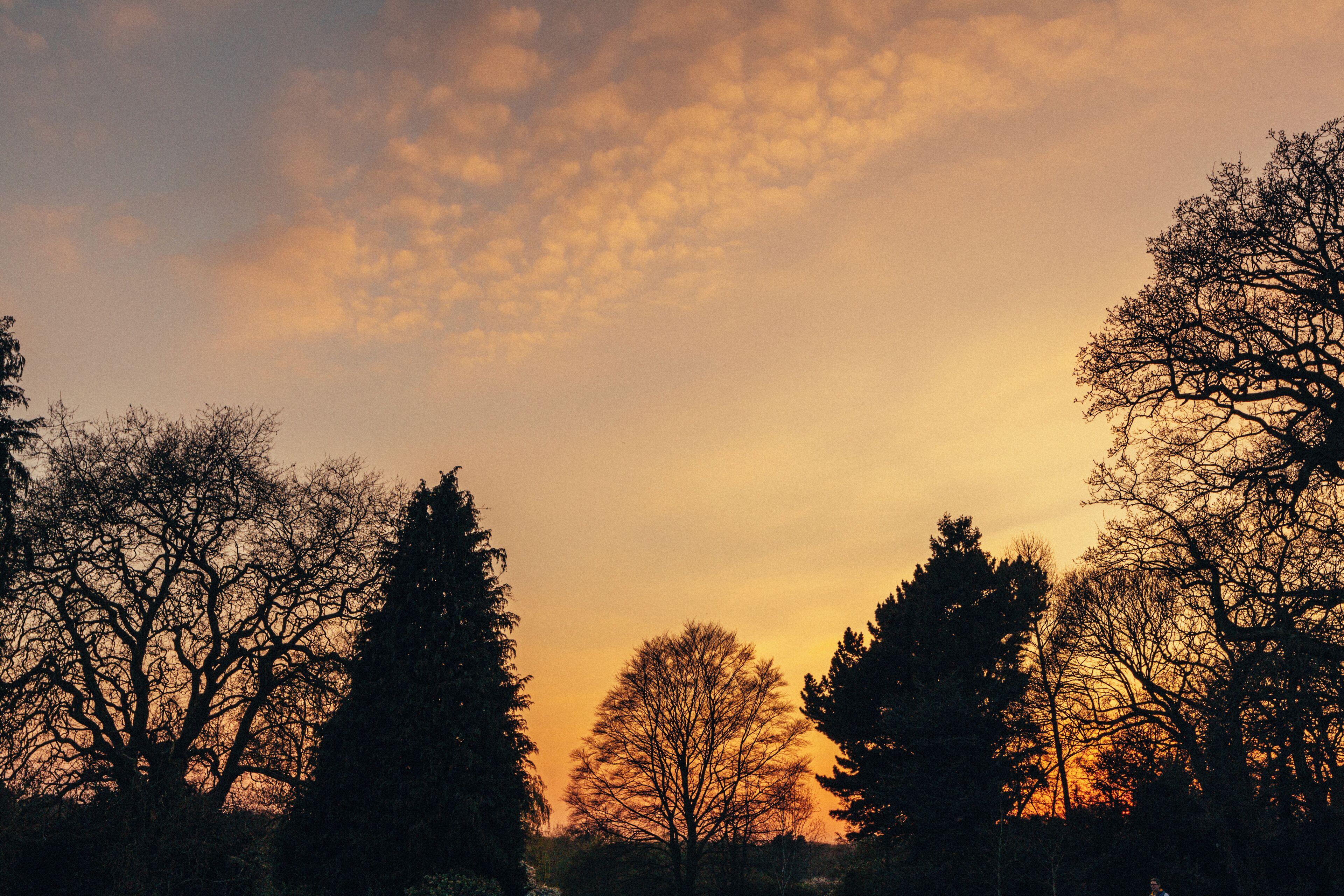 A silhouette of trees against a sunset sky.