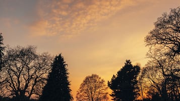 Silueta de árboles contra un cielo al atardecer.
