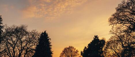 A silhouette of trees against a sunset sky.