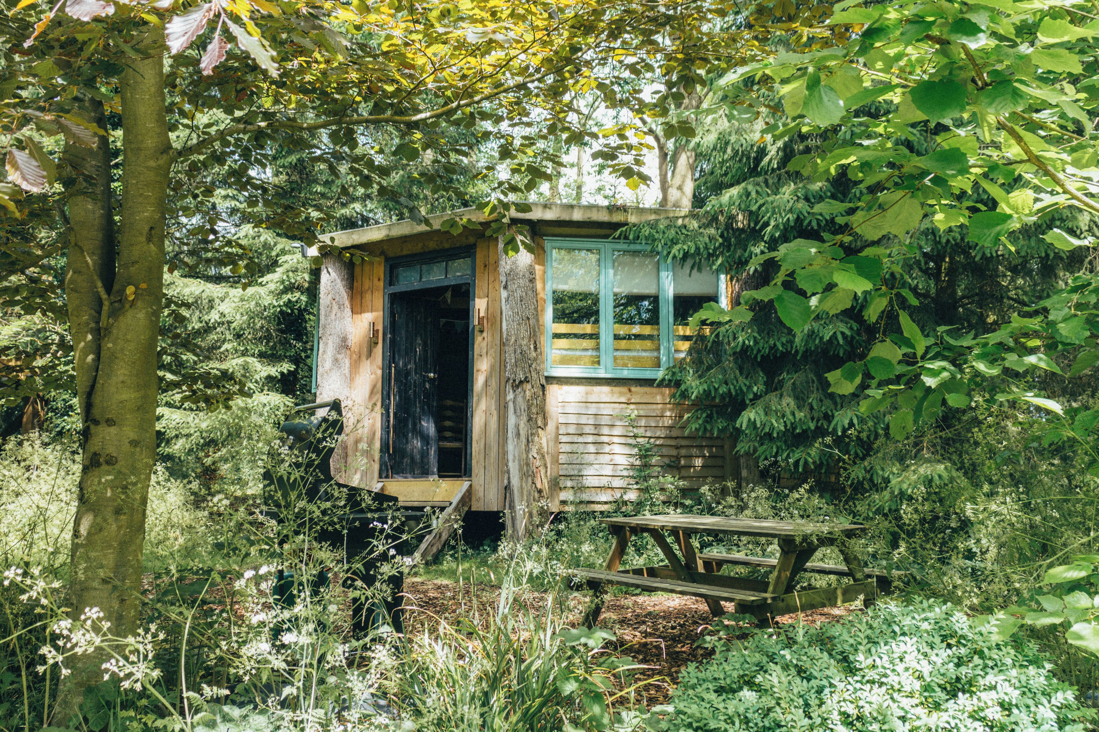 A rustic wooden cabin with a window and a door, surrounded by dense foliage.
