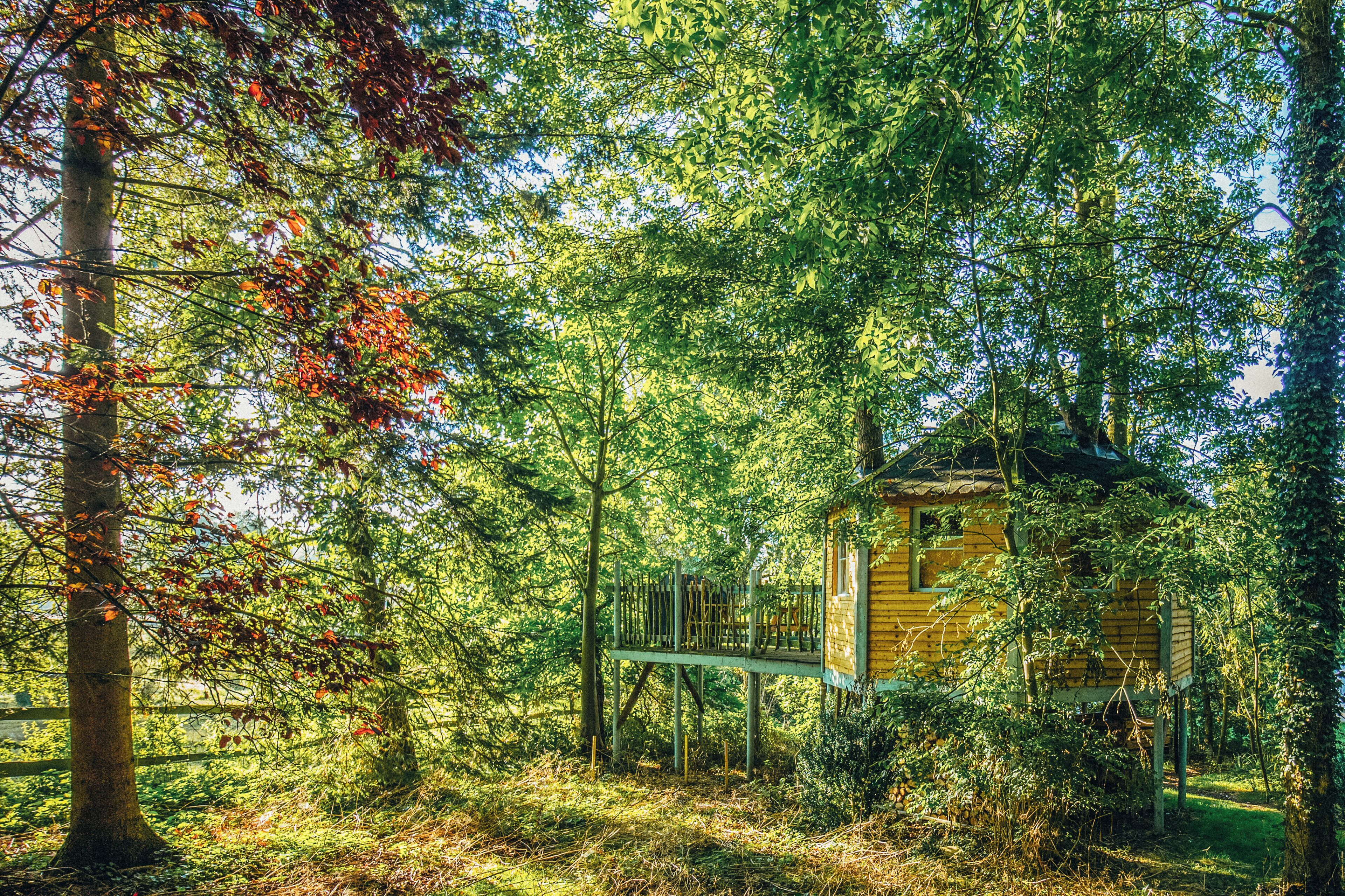 Une cabane en bois entourée d’une forêt dense.
