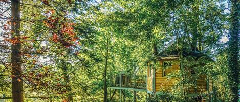 Une cabane en bois entourée d’une forêt dense.