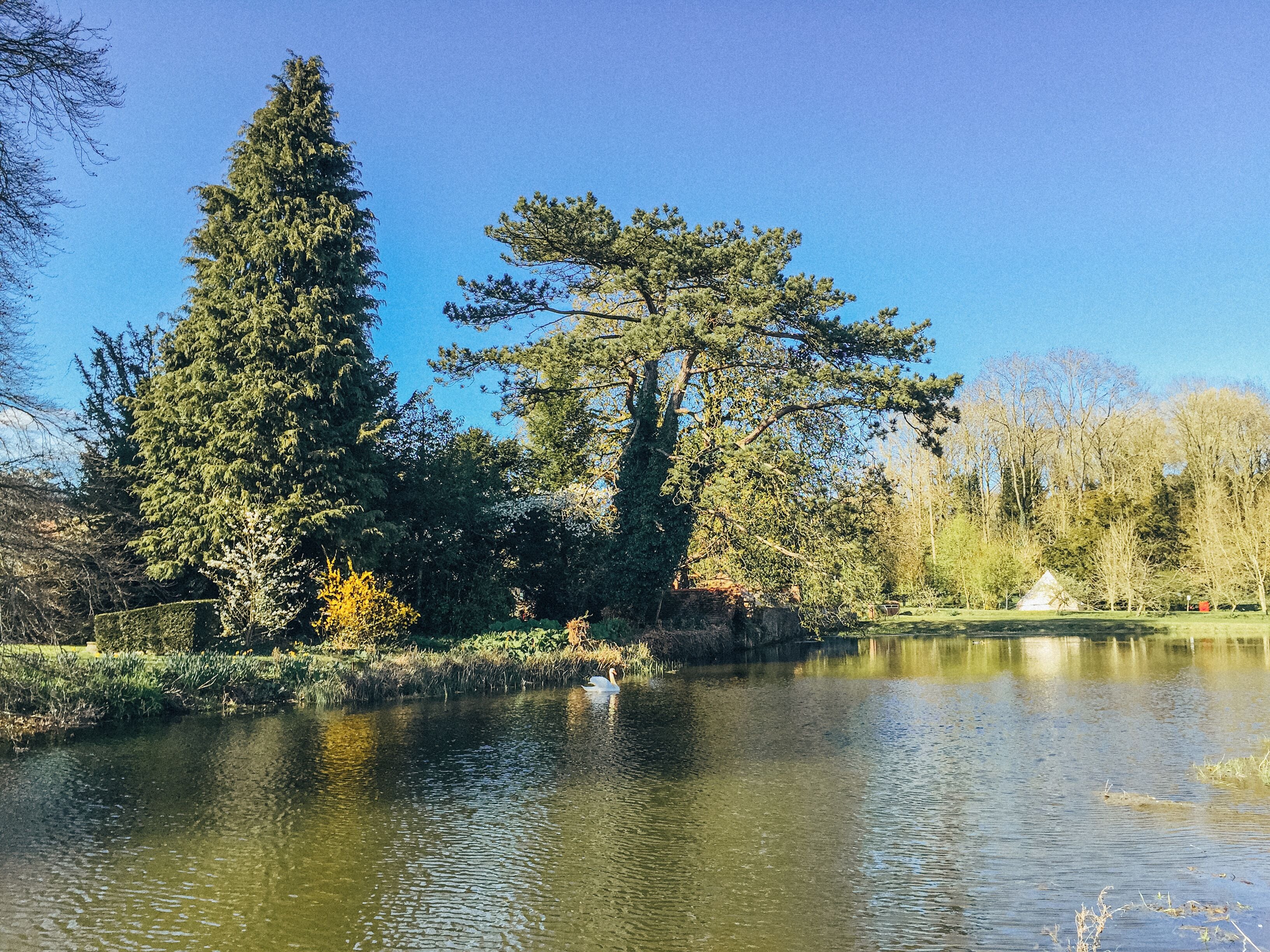 A serene lake with trees and a clear sky.