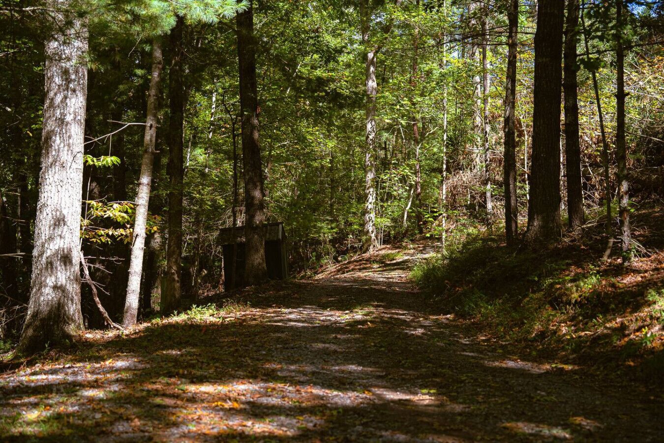Un sentier forestier bordé de grands arbres, avec une petite construction visible au loin.