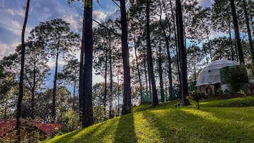 A forested area with a dome-shaped structure, a grassy slope, and tall trees.