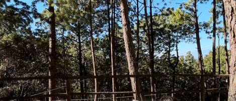 Un jacuzzi en un área boscosa con dos personas relajándose. Hay platos de fresas y galletas, y una botella de vino en la mesa.