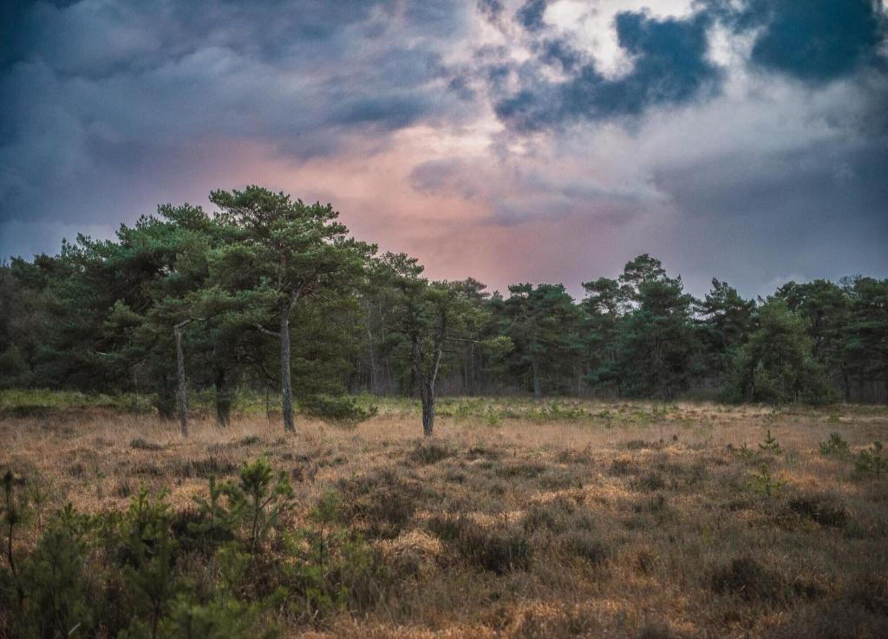 A natural landscape with a variety of trees and a grassy field under a cloudy sky.