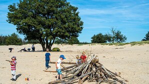A sandy beach with a large tree, a pile of logs, and people engaging in outdoor activities.