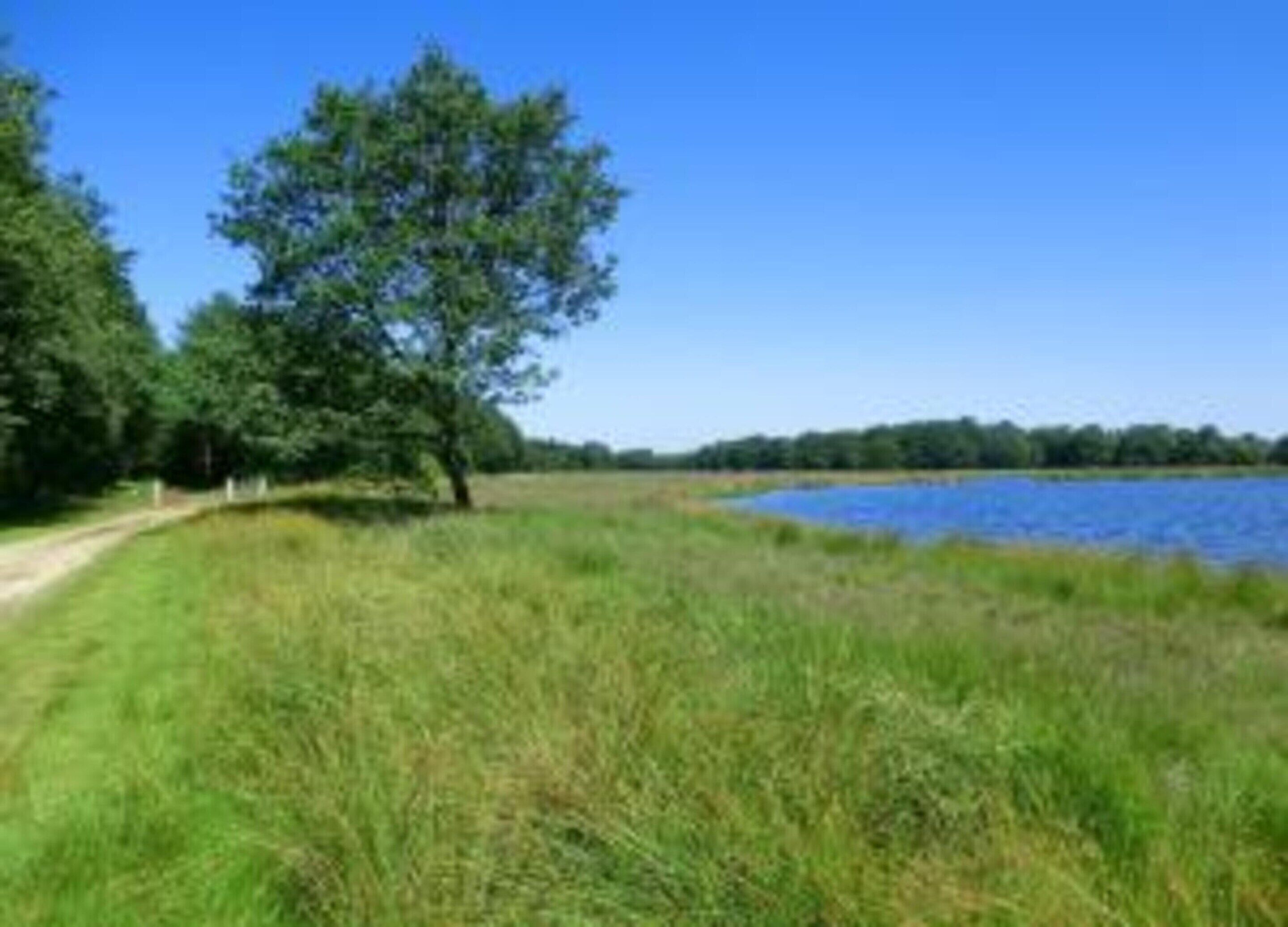 A grassy area with a tree and a body of water.