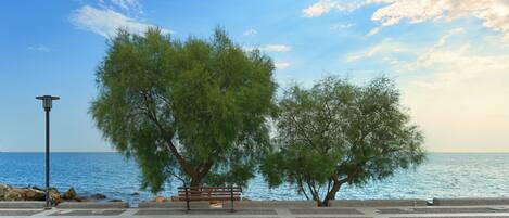 A paved walkway with a bench and trees, overlooking a body of water.
