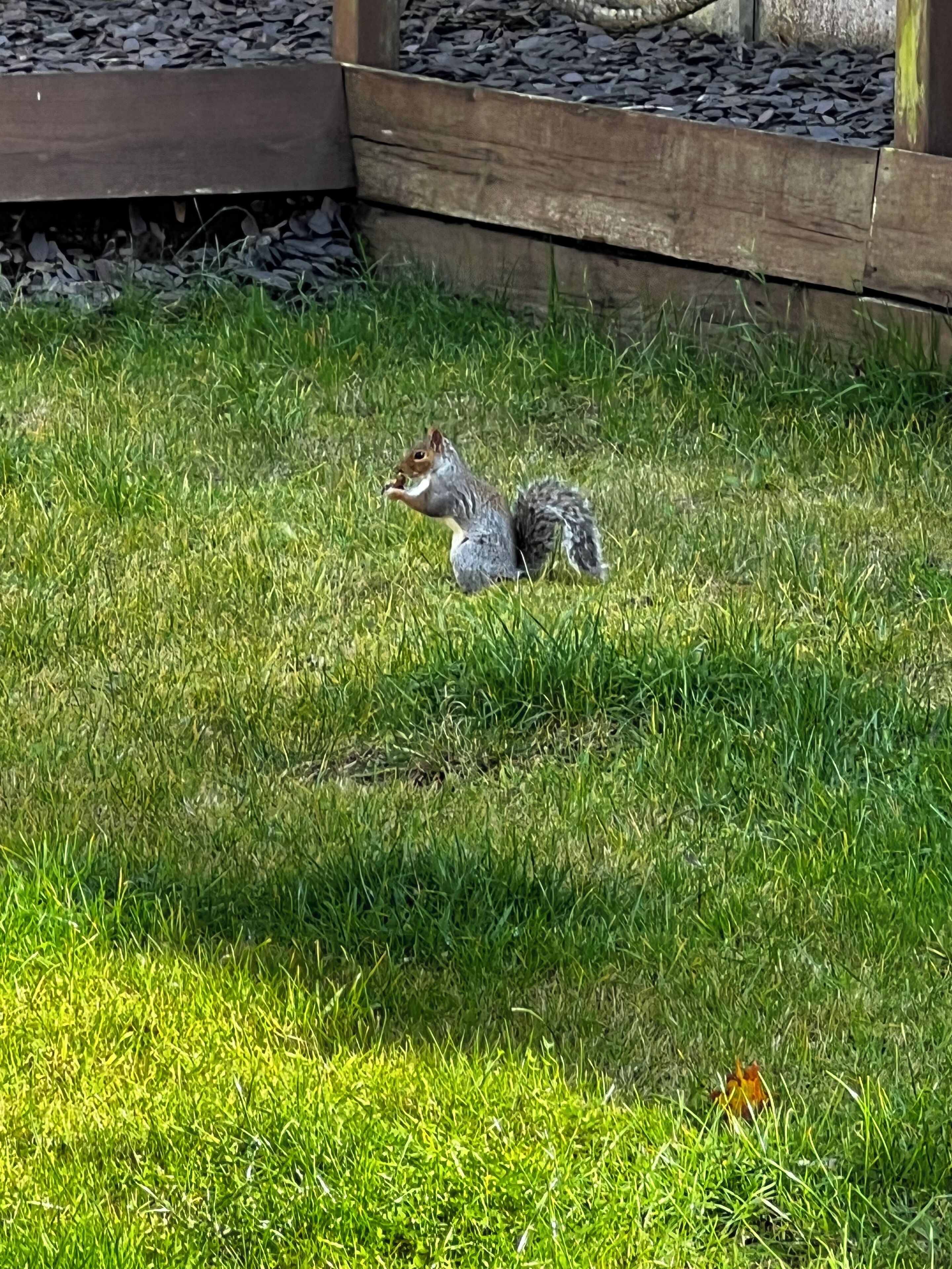 A squirrel on a grassy area near a wooden structure.