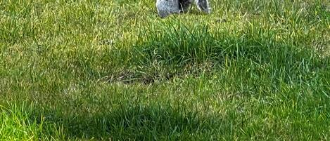 A squirrel on a grassy area near a wooden structure.