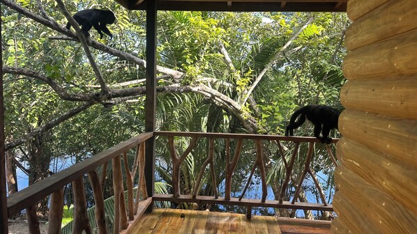 Property grounds - The Howler Riverside Retreat (Belize City)