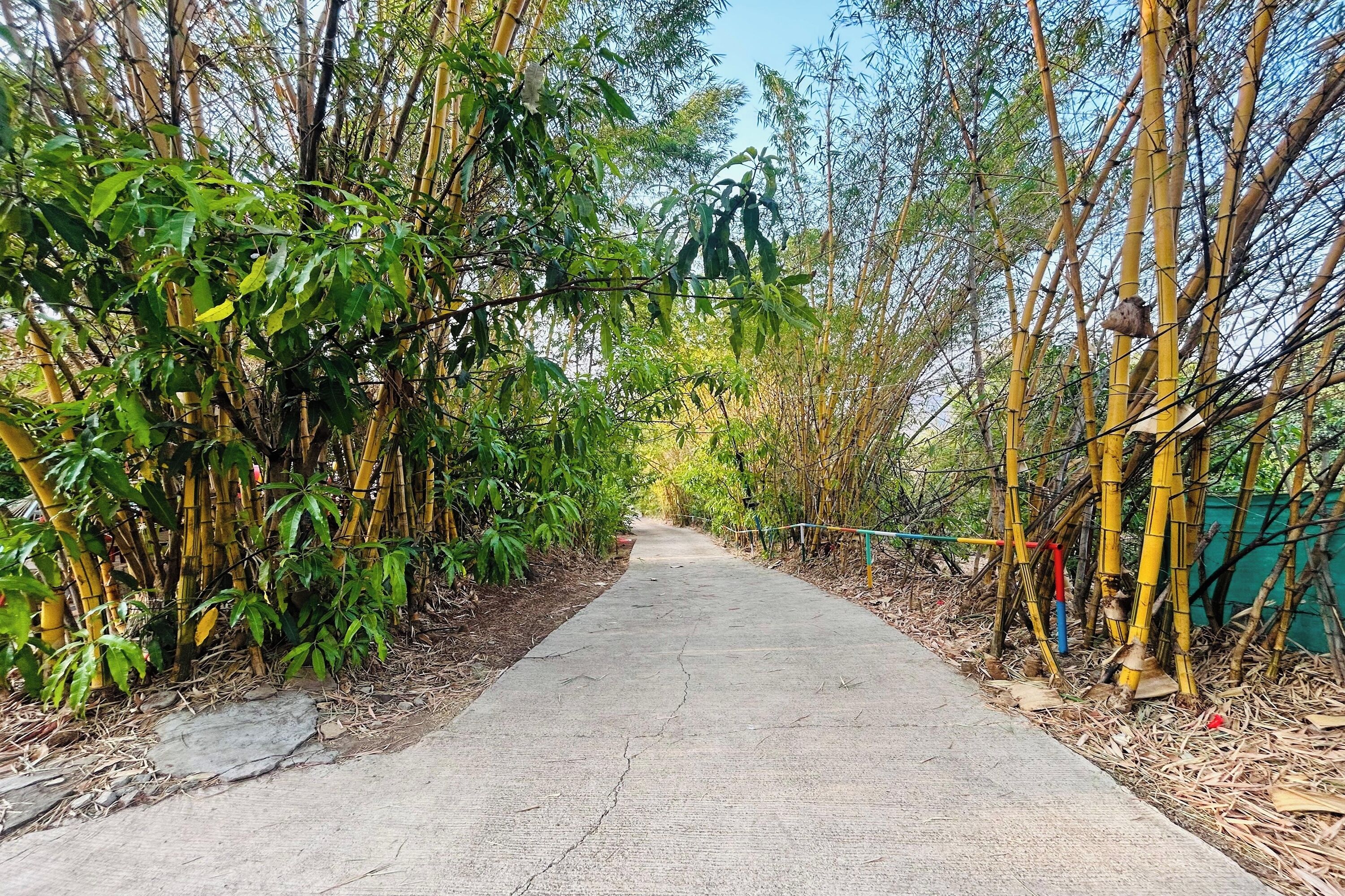 A concrete pathway flanked by bamboo and green foliage, leading into a natural setting.