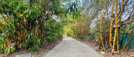 A concrete pathway flanked by bamboo and green foliage, leading into a natural setting.