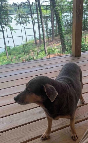Property grounds - Cabin on lake, great view, covered deck & hot tub

 (Houston)