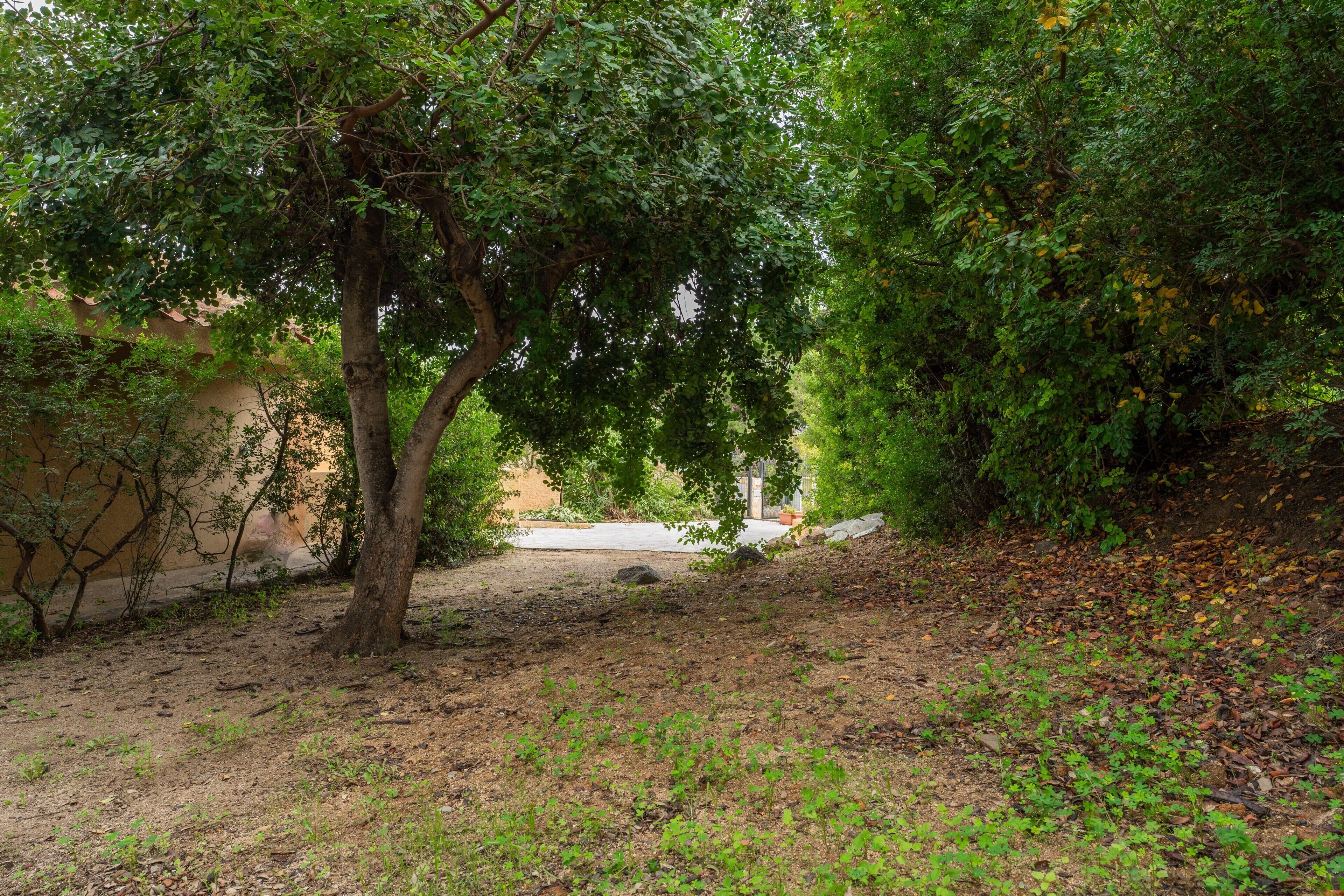 A natural outdoor area with trees, a dirt path, and a building in the background.