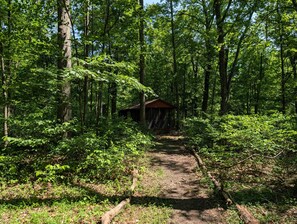 A forested area with a dirt path leading to a small wooden cabin. - The Retreat at Wildcat Hollow (Rockbridge)