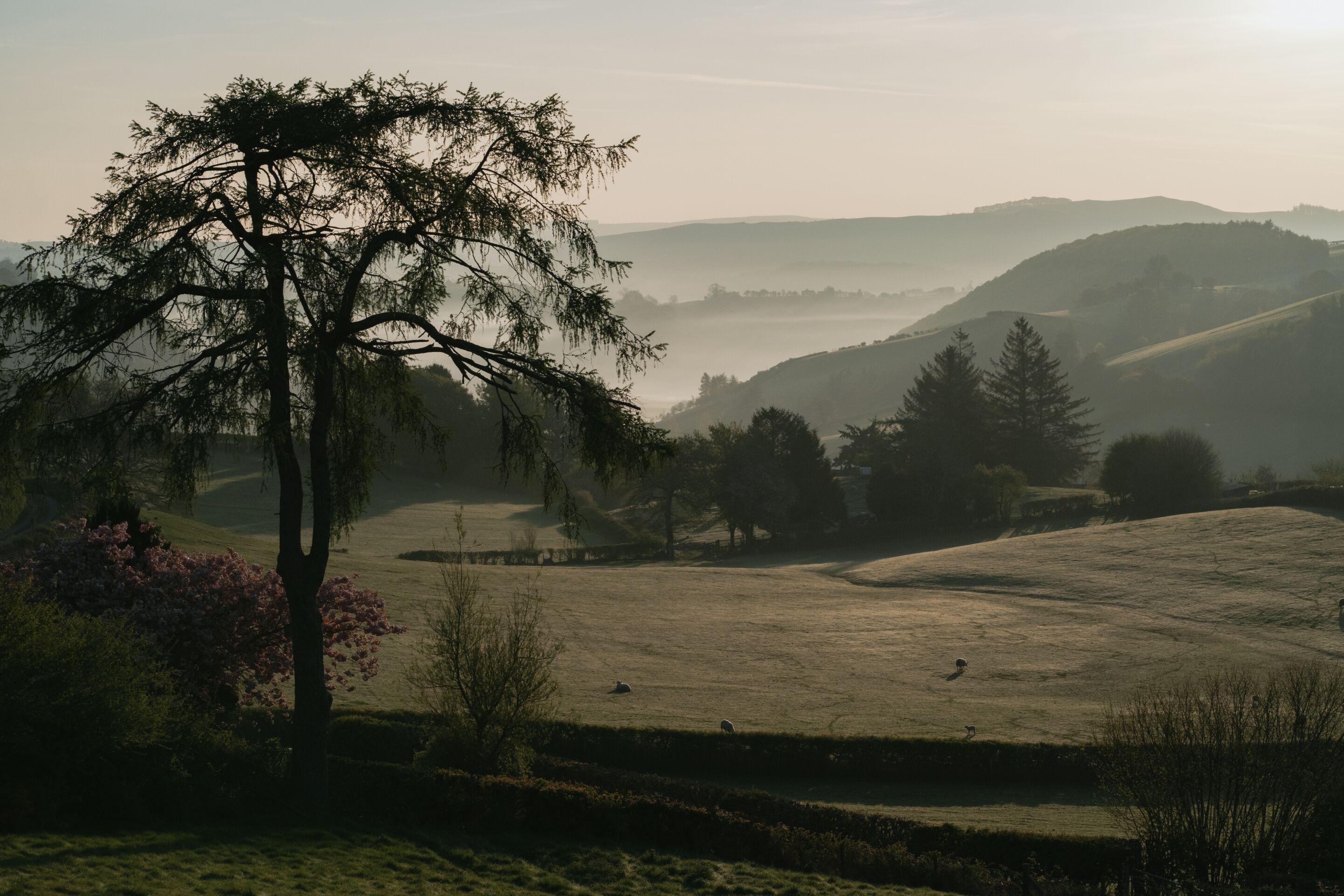 A rural landscape with rolling hills, a prominent tree, and a field with a few sheep.