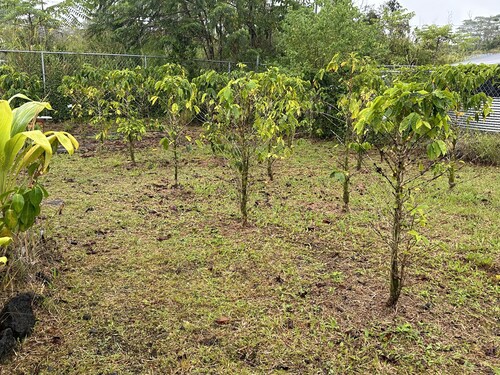 Kope Hale 1 Peaceful Rainforest for Coffee Lovers