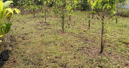 Kope Hale 1 Peaceful Rainforest for Coffee Lovers