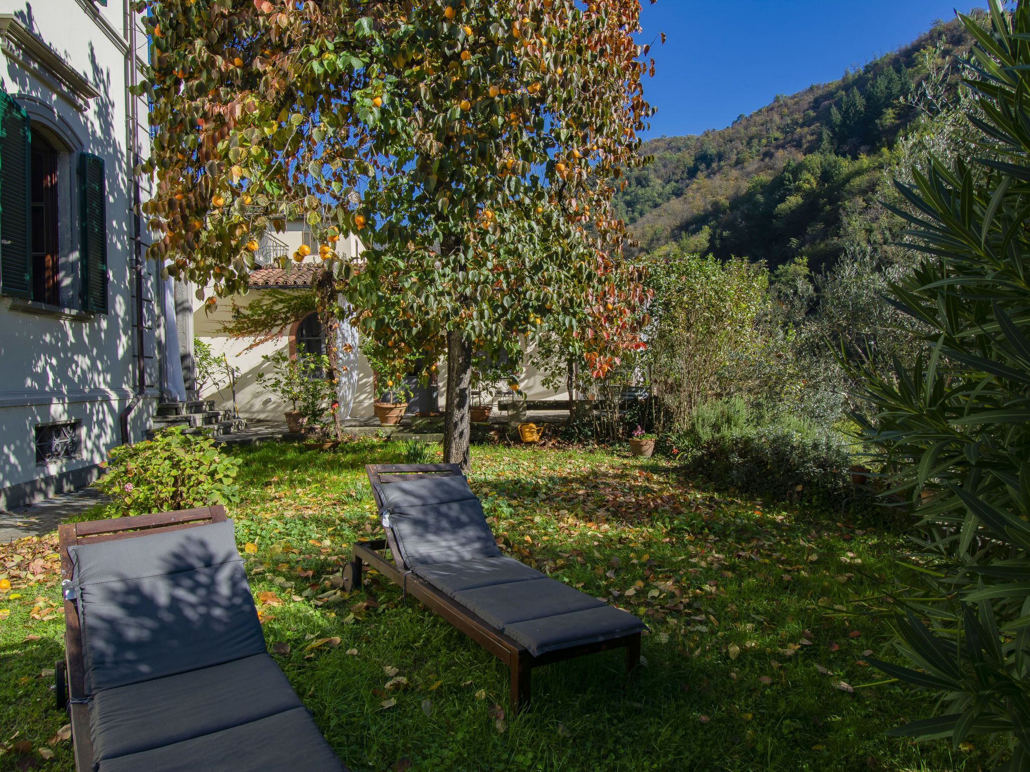 A garden with two lounge chairs, a tree with orange fruits, and a building with green shutters.
